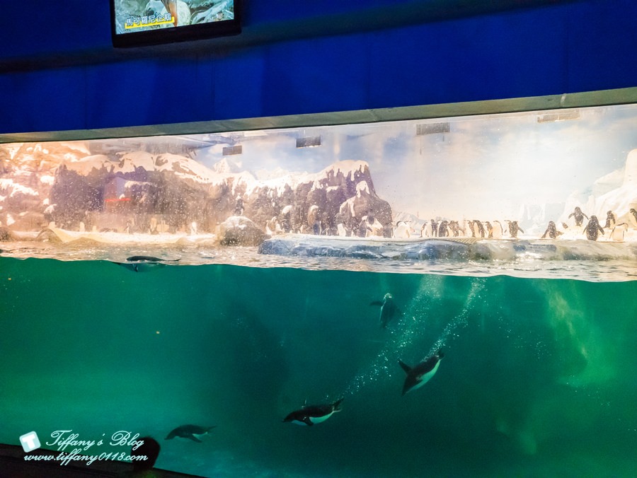 2021屏東國立海洋生物博物館全攻略/適合親子旅遊的屏東親子景點/夜宿海生館