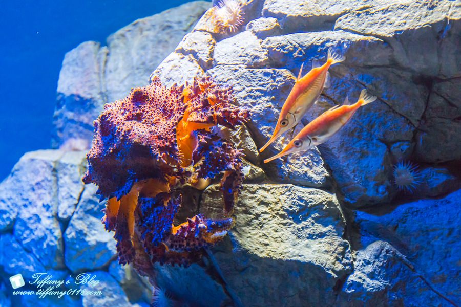 [新加坡自由行]聖淘沙名勝世界S.E.A.海洋館+海事博物館/超過10萬種海洋生物任妳看