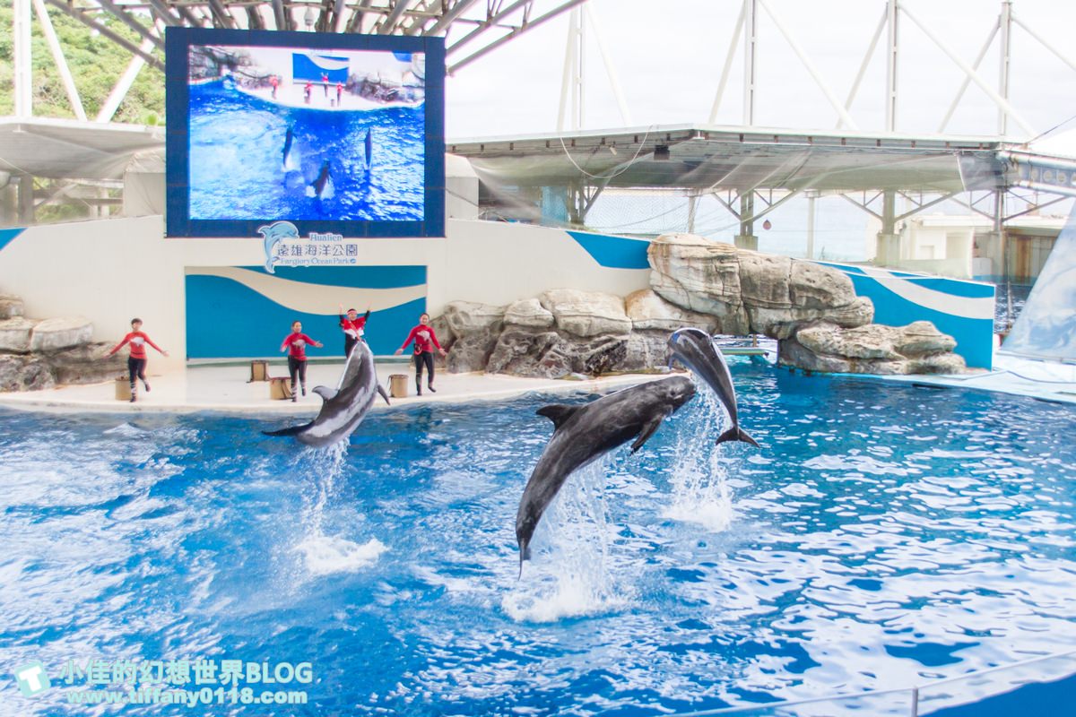 2020花蓮遠雄海洋公園全攻略/必看海豚海獅表演/八大園區+四大主題表演讓你一整天都玩到
