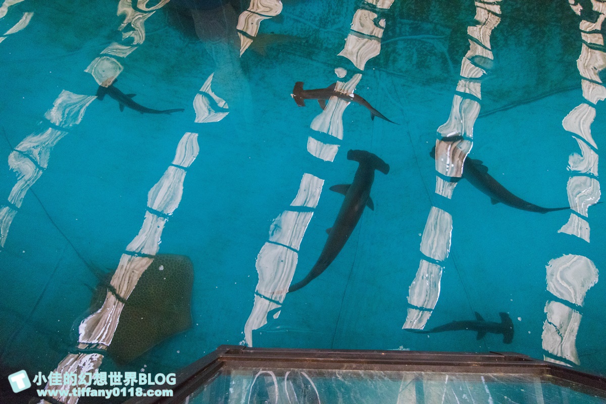 [宜蘭景點]金車生技水產養殖研發中心(免門票)/空中透明觀景台看鯊魚魟魚還能餵食/兒童遊戲區+海洋生物水族館