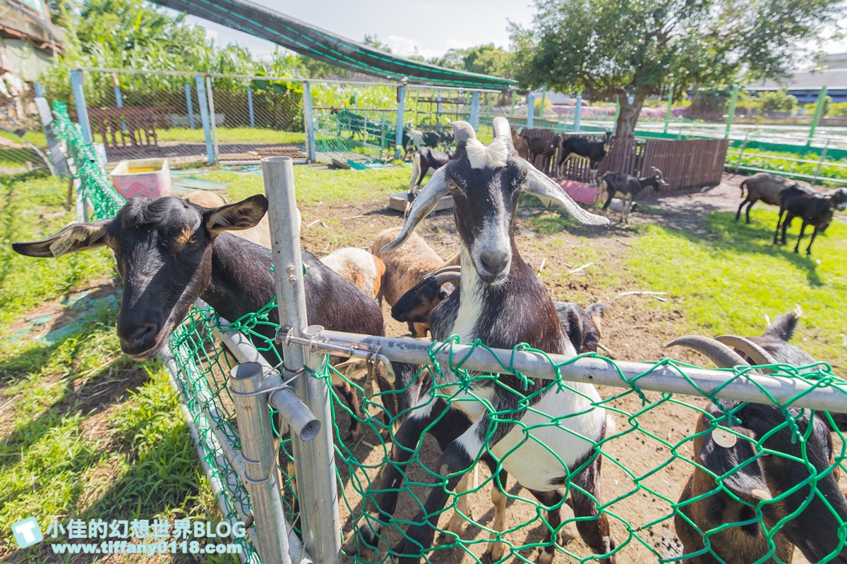 Fun四趣宜蘭/勝洋休閒農場+可達休閒羊場/生態瓶+水草麵條DIY/餵羊餵兔子還有好多可愛小動物